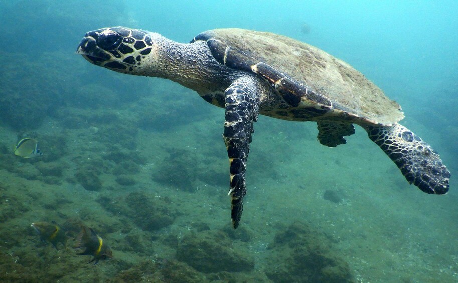 A sea turtle swimming underwater. 4