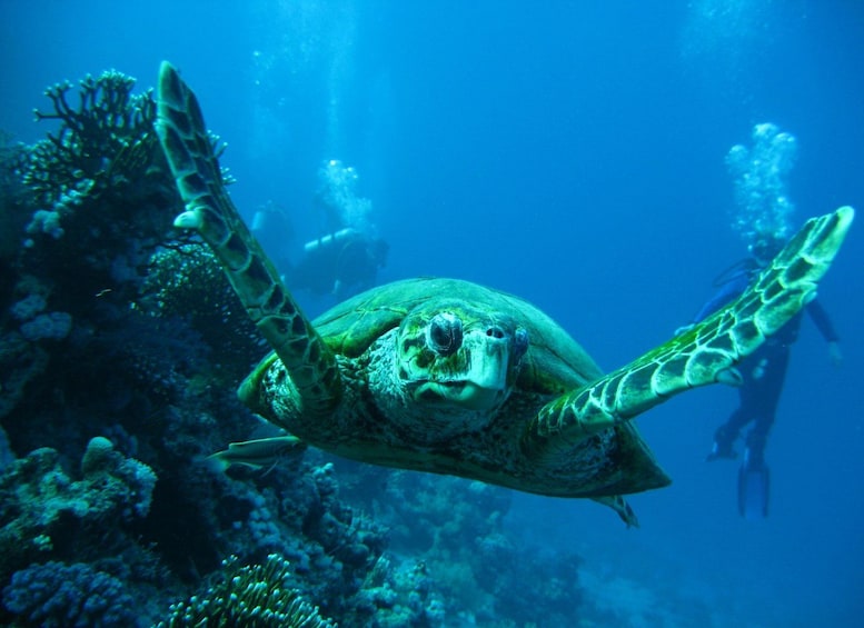 A sea turtle swimming near a coral reef with a diver in the background. 3