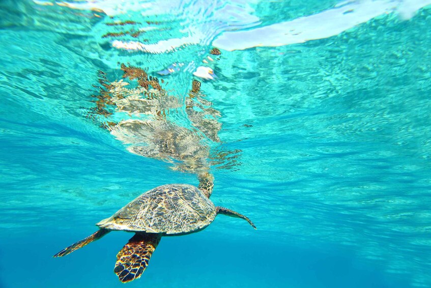 A sea turtle swimming underwater. 2