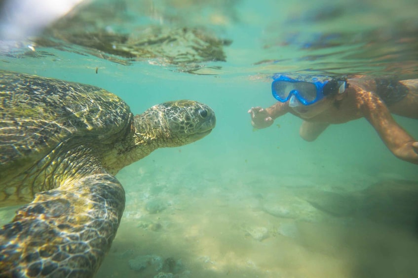 A turtle swimming underwater with a person snorkeling nearby. 1