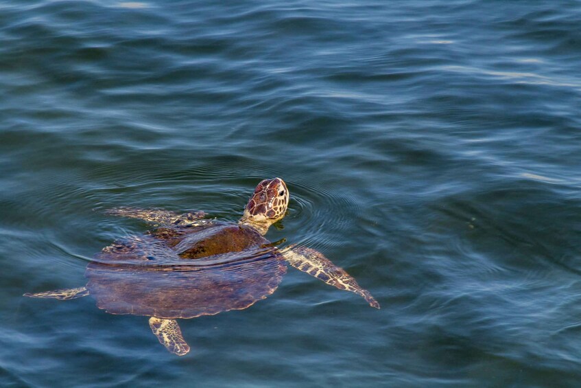 A sea turtle swimming in the ocean. 5