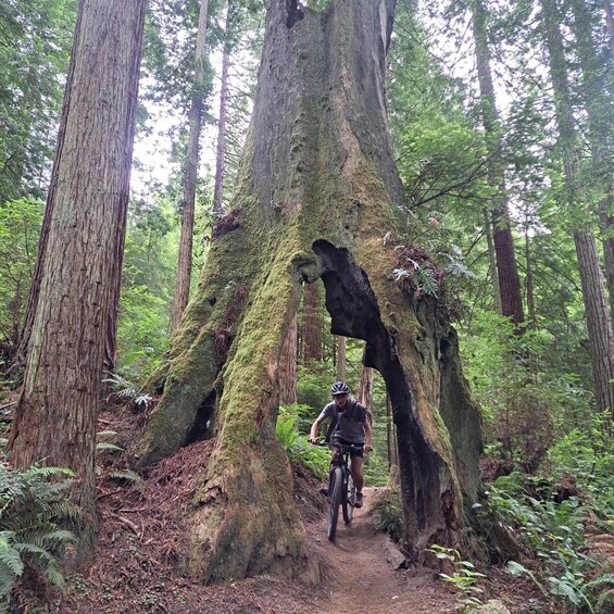 A person riding a bicycle through a forest with large trees and a moss-covered rock formation. 2