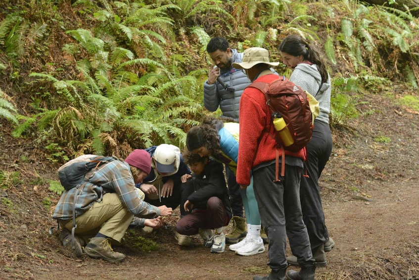 A group of people in a forested area, some kneeling and examining the ground, possibly collecting samples or observing wildlife. 1