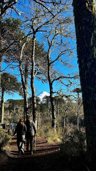 A forested area with a clear sky, a person walking, and a mountain in the background. 2