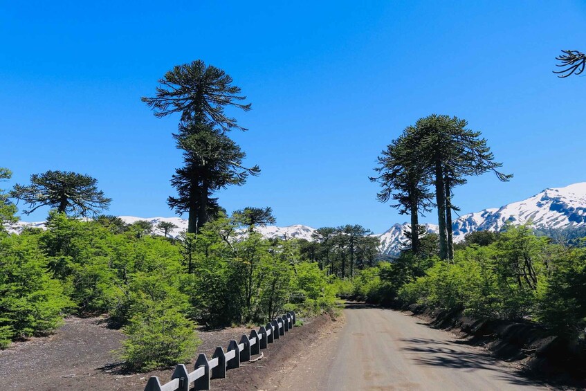 A dirt road flanked by tall evergreen trees and snow-capped mountains in the distance. 4