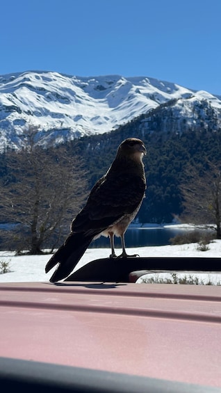 A bird perched on a ledge with a snowy mountain and a lake in the background. 5