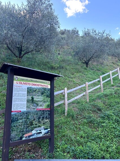 A signboard with text and a photo of a building, surrounded by olive trees and a wooden fence. 2