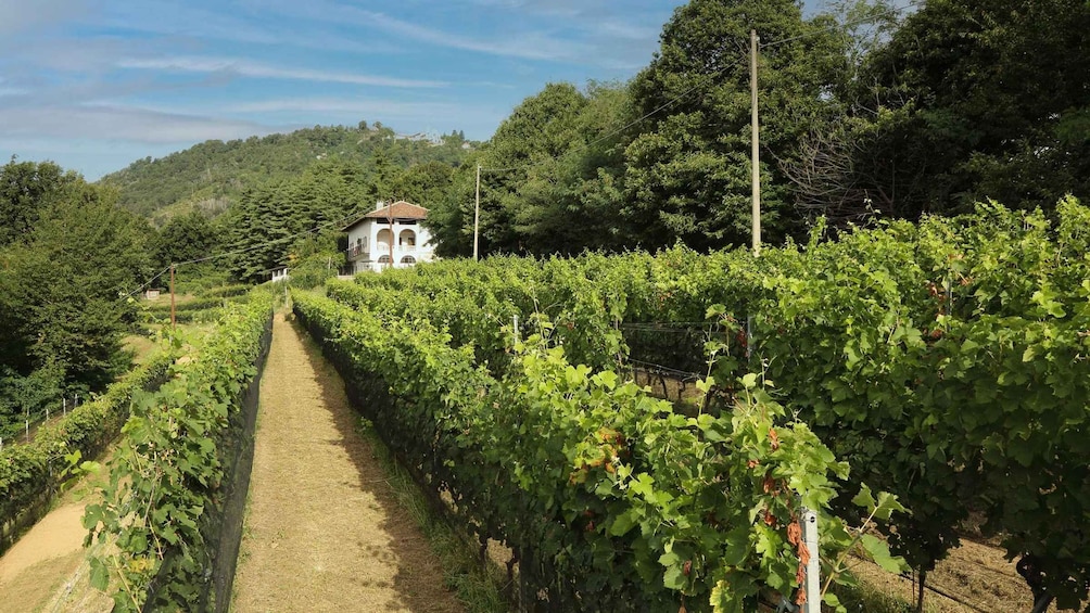 A vineyard with rows of grapevines, a dirt path, and a white building in the background. 1