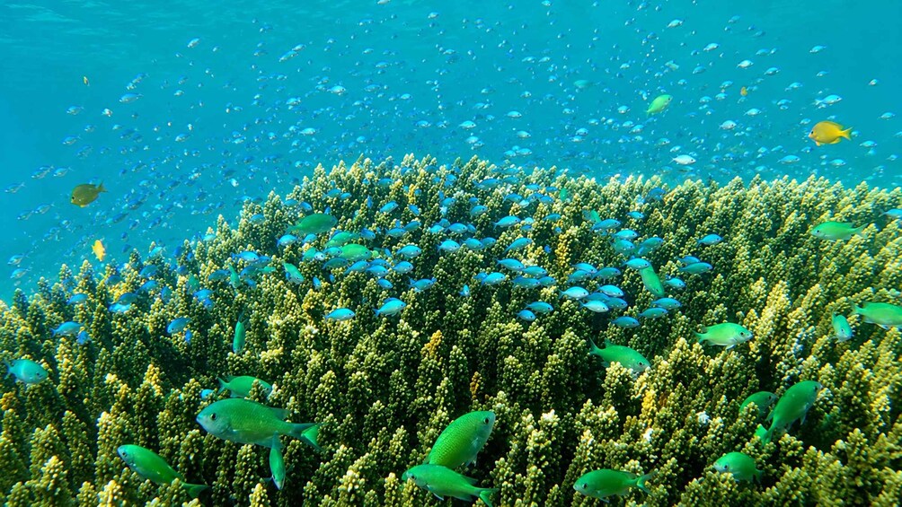 A vibrant coral reef with diverse fish species swimming among the corals. 4