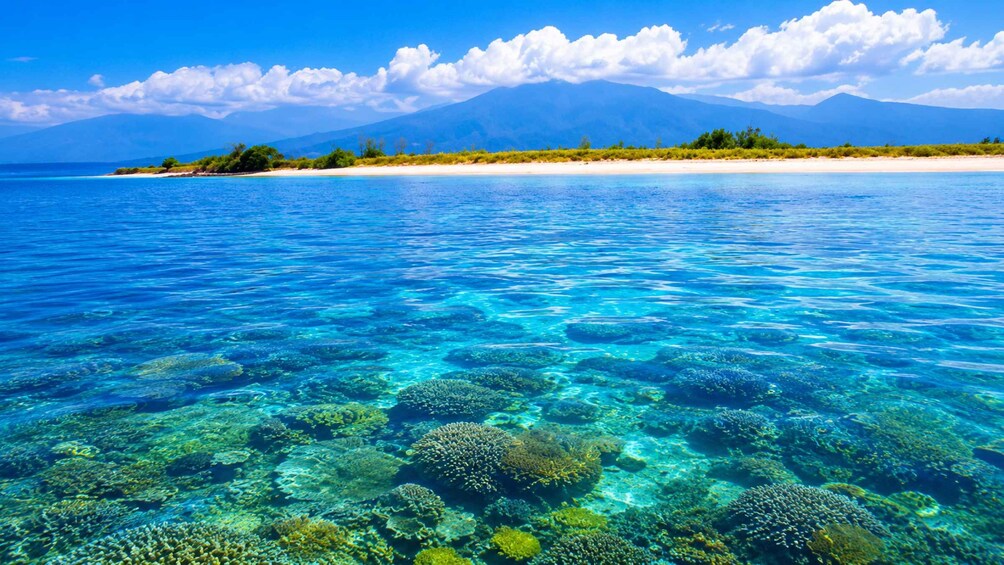 A clear blue sea with coral reefs and a sandy beach with vegetation. 5