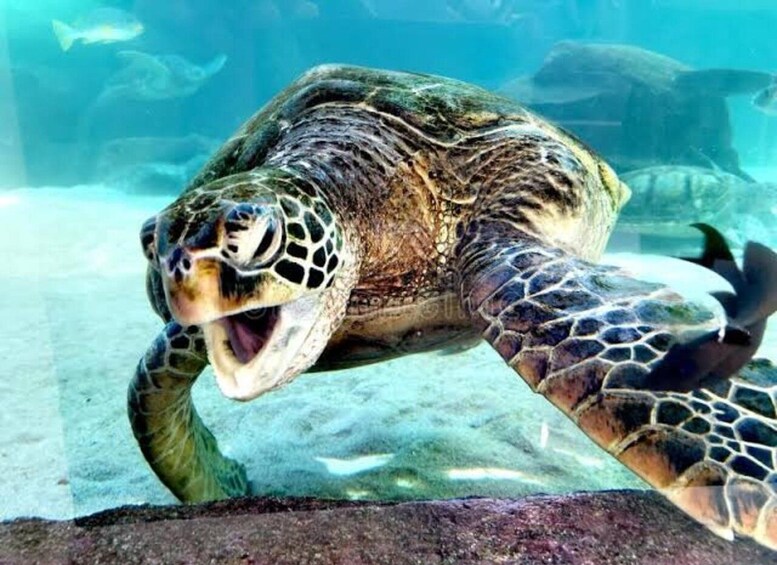 A sea turtle swimming underwater. 3