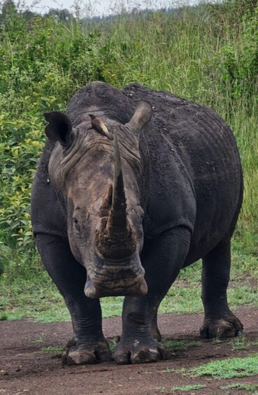 A rhinoceros standing on a dirt path with green vegetation in the background. 3