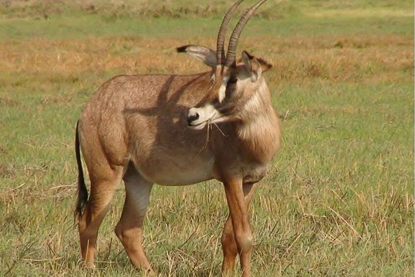 A kudu antelope in a grassy field. 1