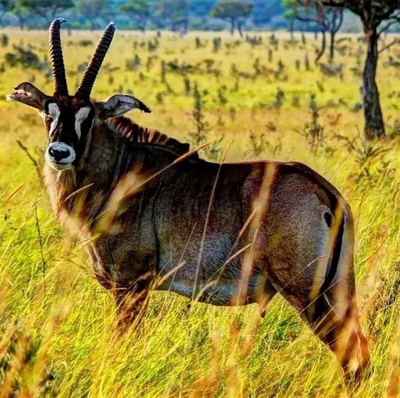 A kudu in a grassy field with trees in the background. 5