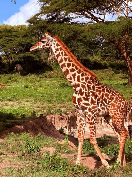 A giraffe walking in a natural landscape with trees and grass. 2