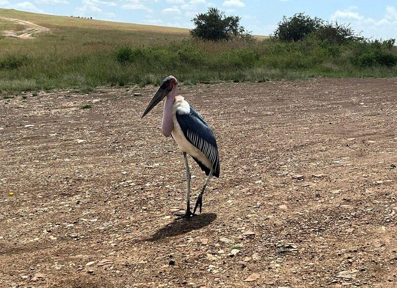 A bird standing on a rocky ground with a grassy hill in the background. 4