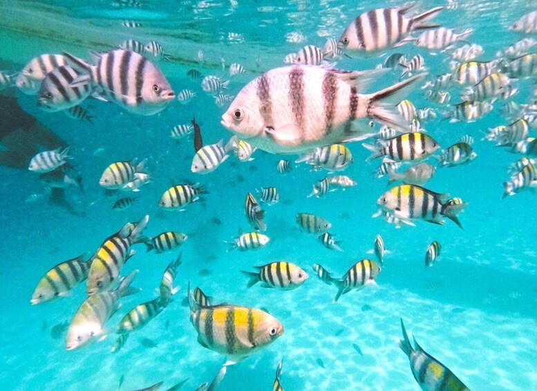 Ein Schwarm gestreifter Fische schwimmt in klarem, blauem Wasser. 4