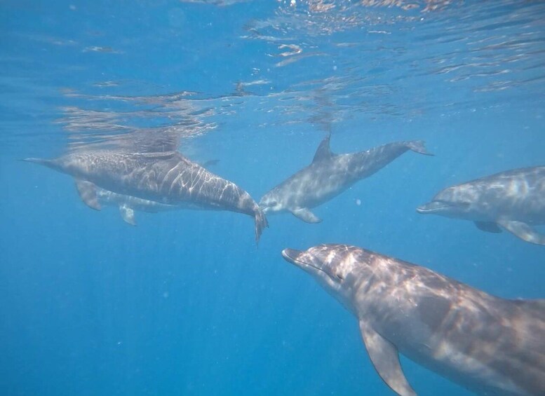 Eine Gruppe von Delfinen schwimmt in klarem, blauem Wasser. 2