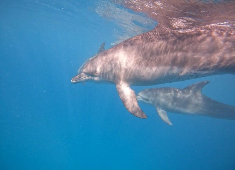 Ein Delfin schwimmt unter Wasser. 5