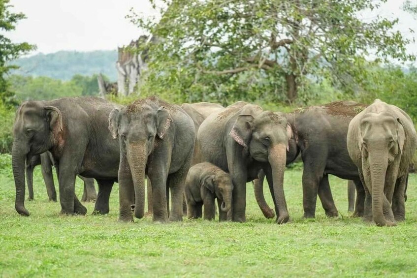 A herd of elephants walking in a grassy field with trees in the background. 4