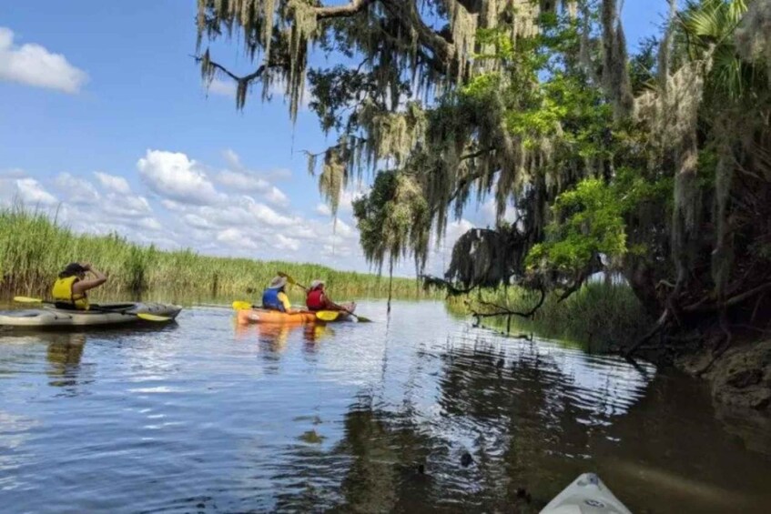 A group kayaking on a calm river surrounded by lush greenery and trees with Spanish moss. 2