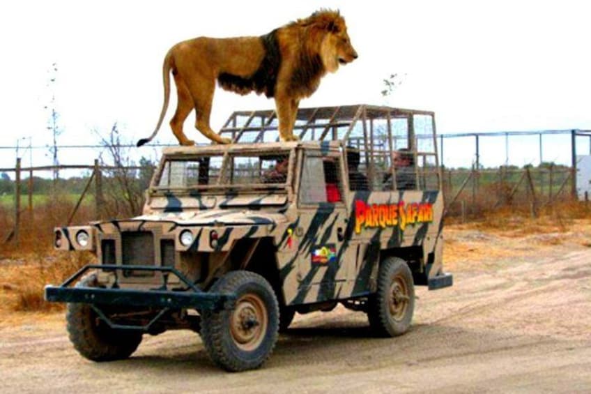 Safari in Rancagua Wildlife Adventure 5