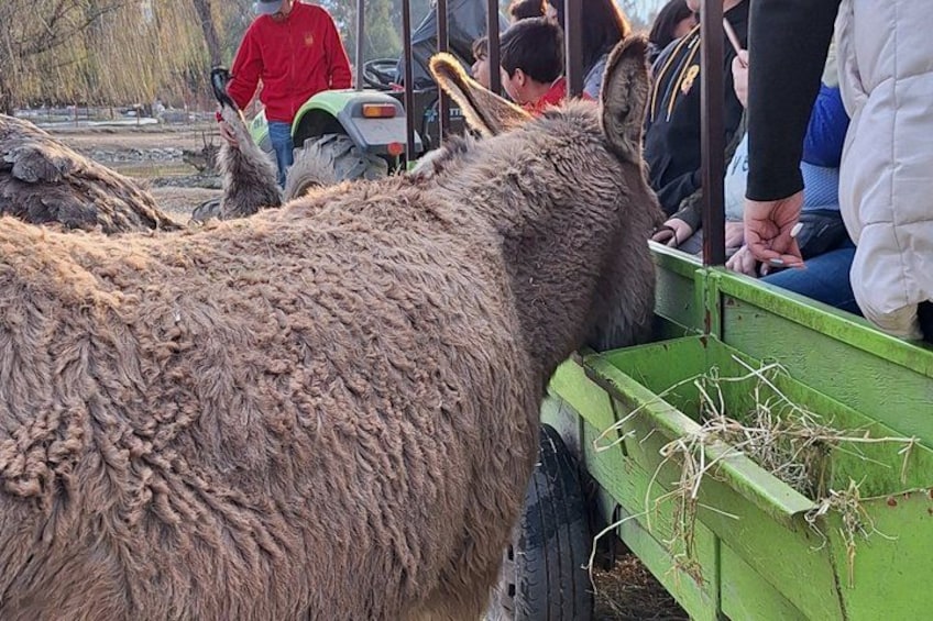 Safari in Rancagua Wildlife Adventure 3