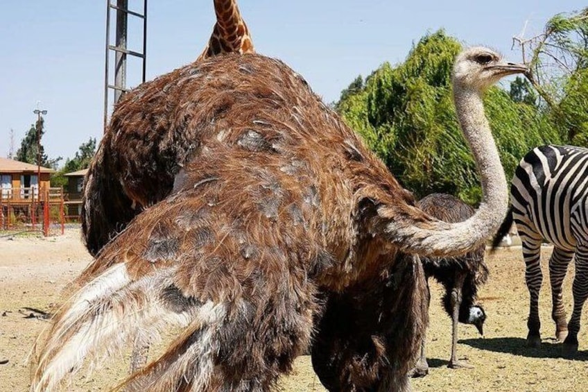 Safari in Rancagua Wildlife Adventure 1