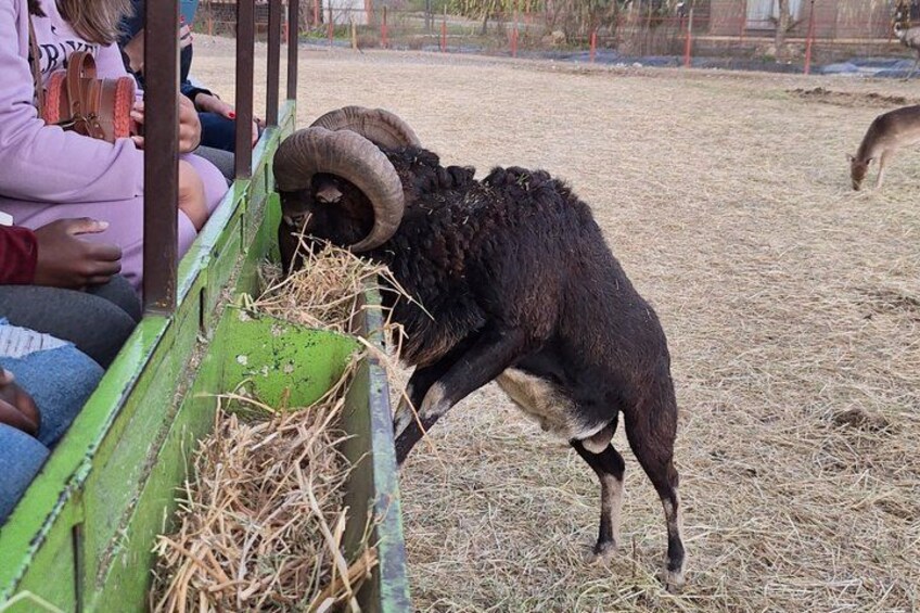 Safari in Rancagua Wildlife Adventure 2