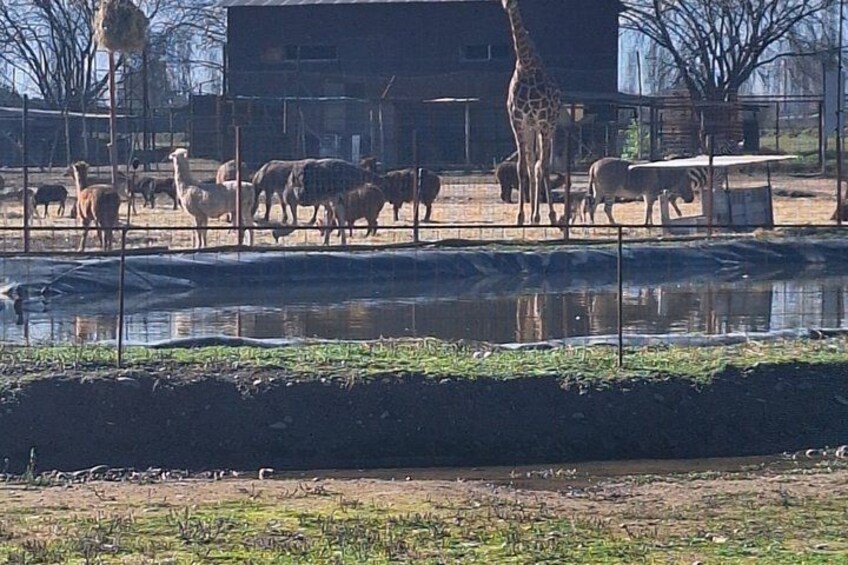 Safari in Rancagua Wildlife Adventure 4
