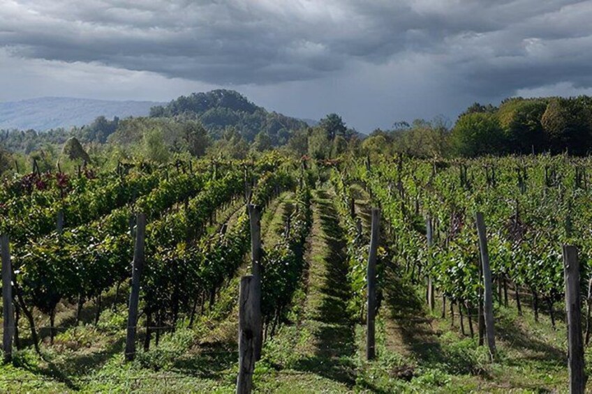 A vineyard with rows of grapevines under a cloudy sky. 5