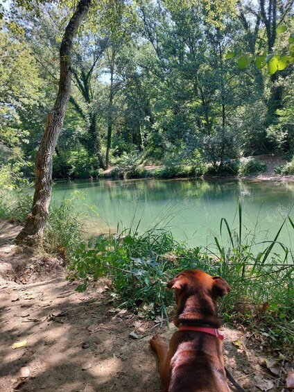 A dog sitting by a riverbank in a wooded area. 4