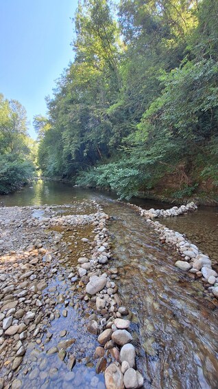 A river with clear water flowing through a rocky bed, surrounded by dense green foliage. 5