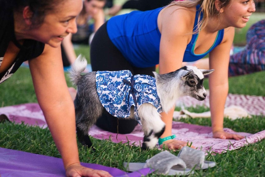 A person in a blue top and black shorts doing a yoga pose on a grass field with a goat wearing a blue and white patterned cloth. 2