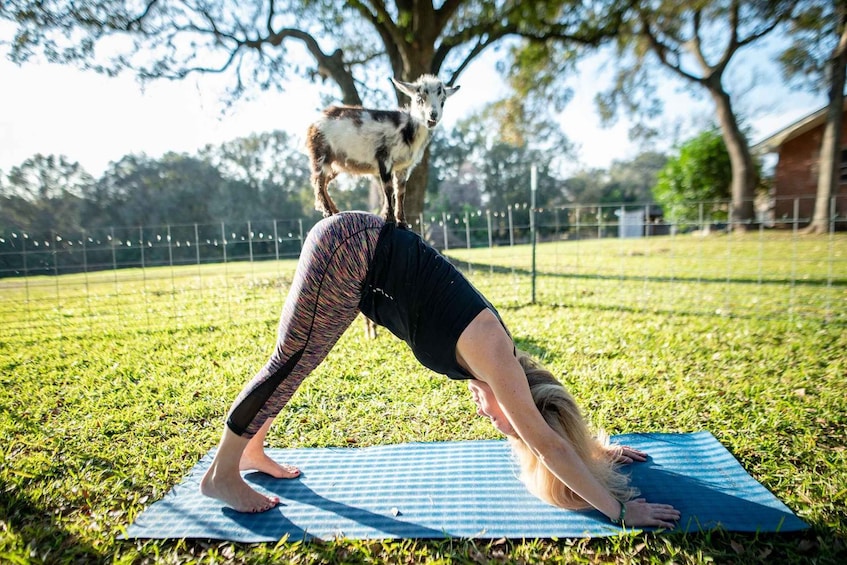 A person performing a yoga pose on a mat outdoors with a goat standing behind them. 1
