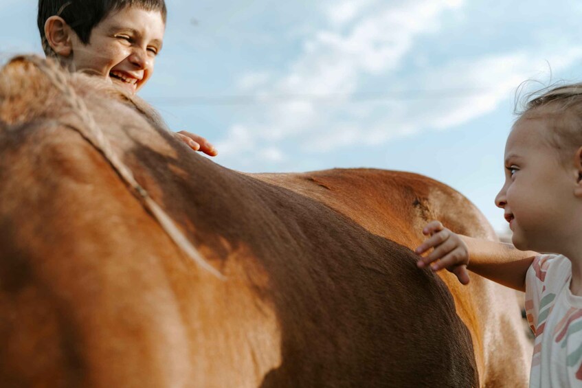 A person petting a brown horse. 5