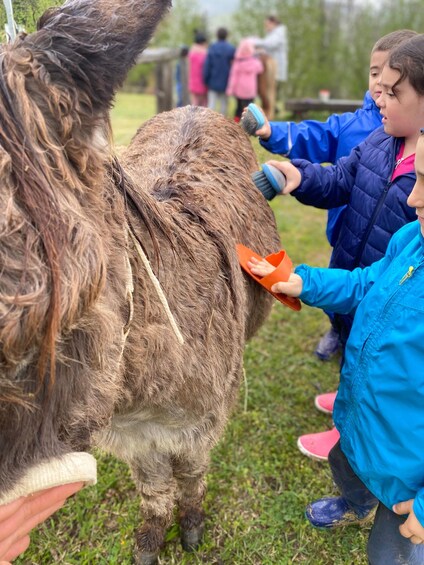 A person grooming a donkey. 3