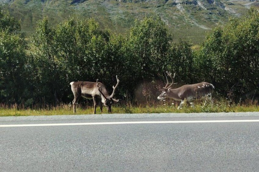 Two deer on a road with a forested hillside in the background. 4