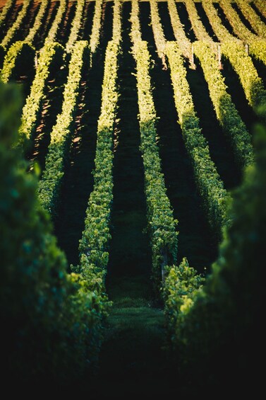A vineyard with rows of grapevines. 3