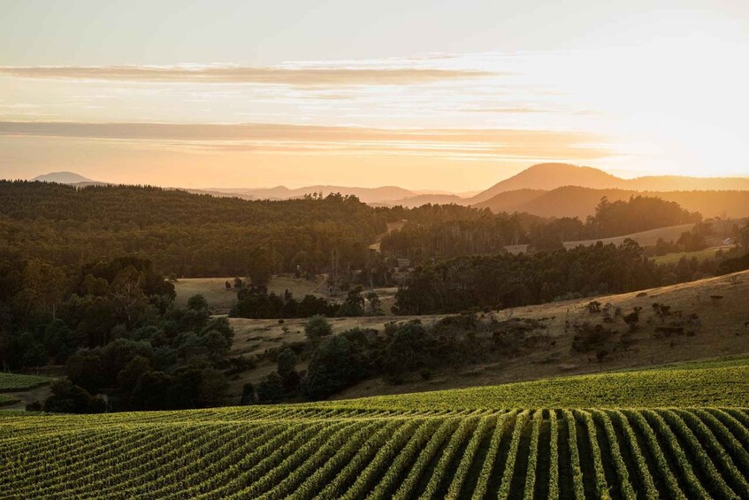 A vineyard with rows of grapevines, a forested hill, and a mountain in the background during sunset. 5