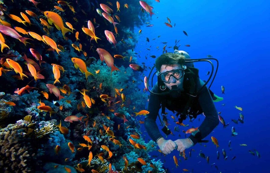 Un plongeur entouré de poissons orange aux couleurs vives, dans un environnement sous-marin d’un bleu limpide. 1