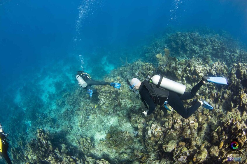 Deux plongeurs sous-marins explorent un récif corallien dans une eau claire, où abondent les espèces marines. 3