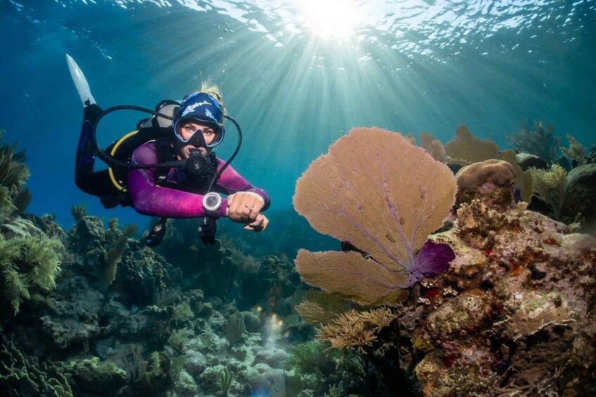 Un plongeur vêtu d’une combinaison de plongée violette et d’un casque noir explore un récif corallien, la lumière du soleil filtrant à travers l’eau. 2