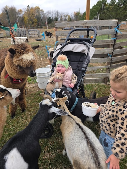 A person feeding goats and a cat in a fenced outdoor area. 1