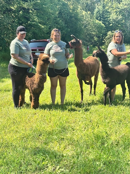 Three people with llamas in a grassy field. 5