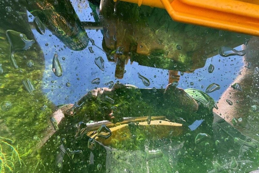 A water body with aquatic plants and fish, viewed through a transparent surface. 2