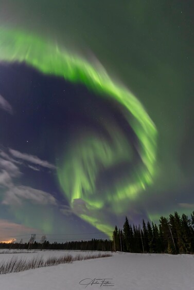 The Northern Lights over a snowy landscape with trees. 5