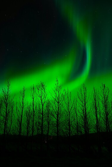 A night sky with the Northern Lights and silhouettes of trees. 2