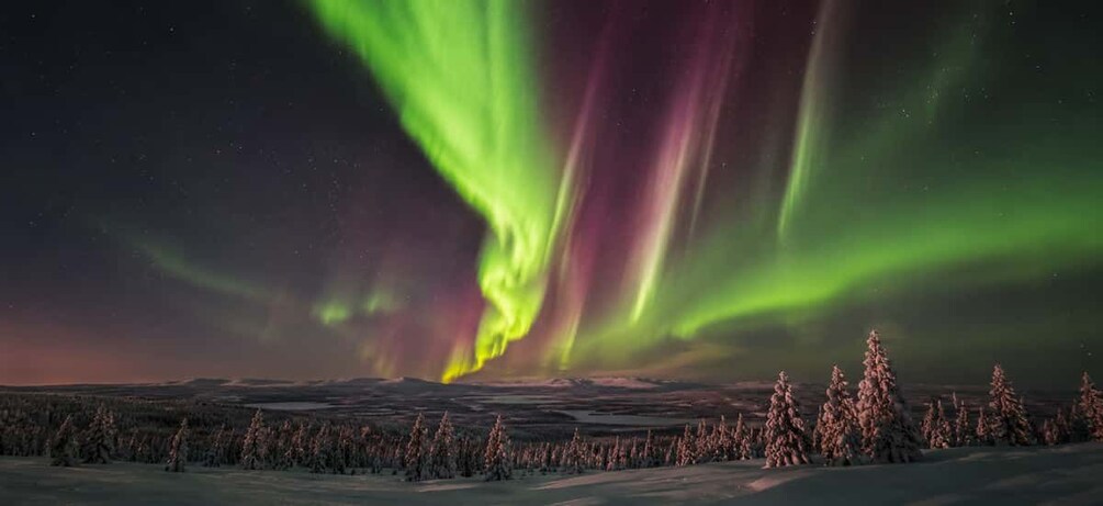 The Northern Lights over a snowy landscape with trees. 5