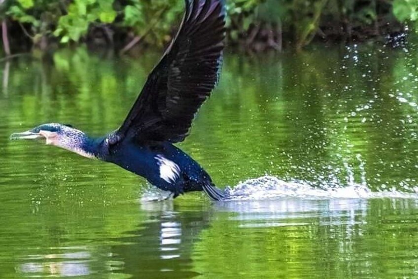 A bird in flight over water with ripples. 4
